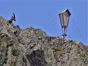 35 Madonnina di Cima Aga (2720 m) vegliata da stambecco